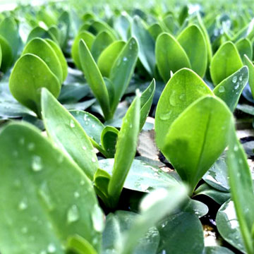 HOA CÁT TƯỜNG