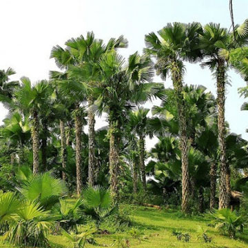 CÂY CỌ