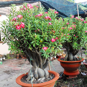 HOA SỨ ĐỎ